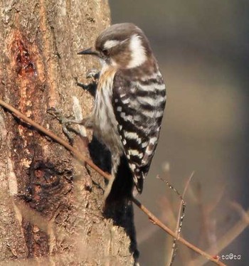 Japanese Pygmy Woodpecker 仙台市・水の森公園 Mon, 3/20/2017