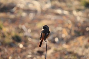 ジョウビタキ 仙台市・水の森公園 2017年3月20日(月)