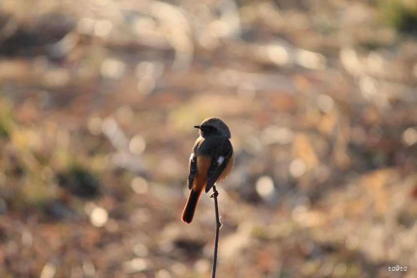 Photo of Daurian Redstart at 仙台市・水の森公園 by ta@ta