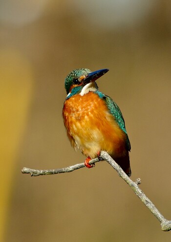 Common Kingfisher 茨城県 守谷市 四季の里公園 Sun, 1/9/2022