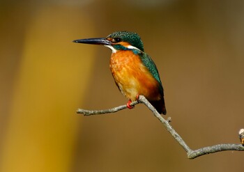 Common Kingfisher 茨城県 守谷市 四季の里公園 Sun, 1/9/2022