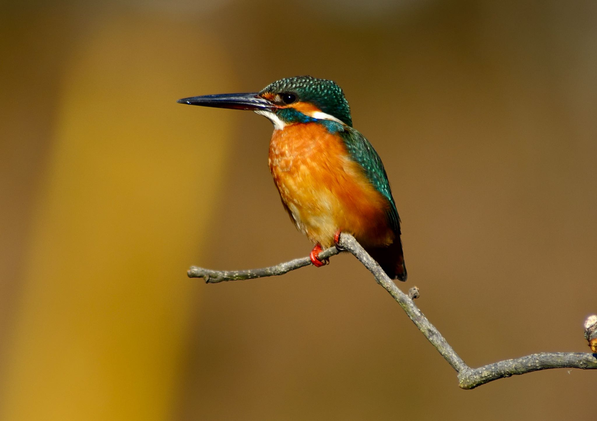Photo of Common Kingfisher at 茨城県 守谷市 四季の里公園 by Kt Bongo