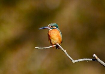 Common Kingfisher 茨城県 守谷市 四季の里公園 Sun, 1/9/2022