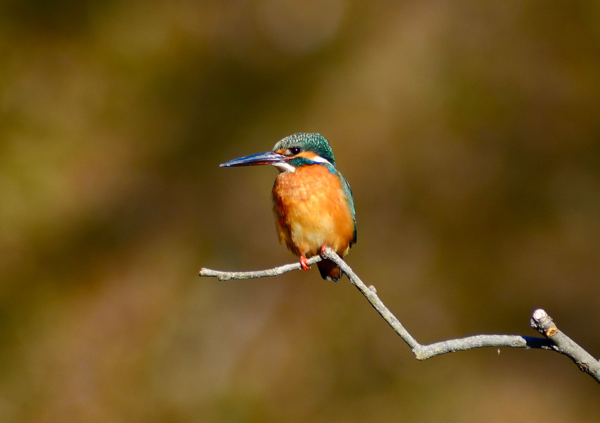 Photo of Common Kingfisher at 茨城県 守谷市 四季の里公園 by Kt Bongo