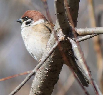 Eurasian Tree Sparrow Unknown Spots Sat, 2/11/2017