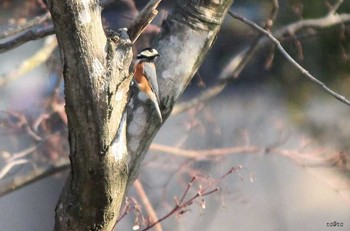 Varied Tit 岩手県・北上市 Mon, 3/20/2017