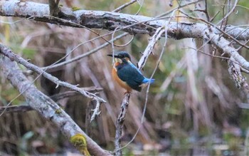 カワセミ 千葉市泉自然公園 2021年12月29日(水)