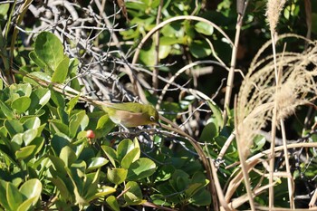 2022年1月4日(火) 房総半島の野鳥観察記録