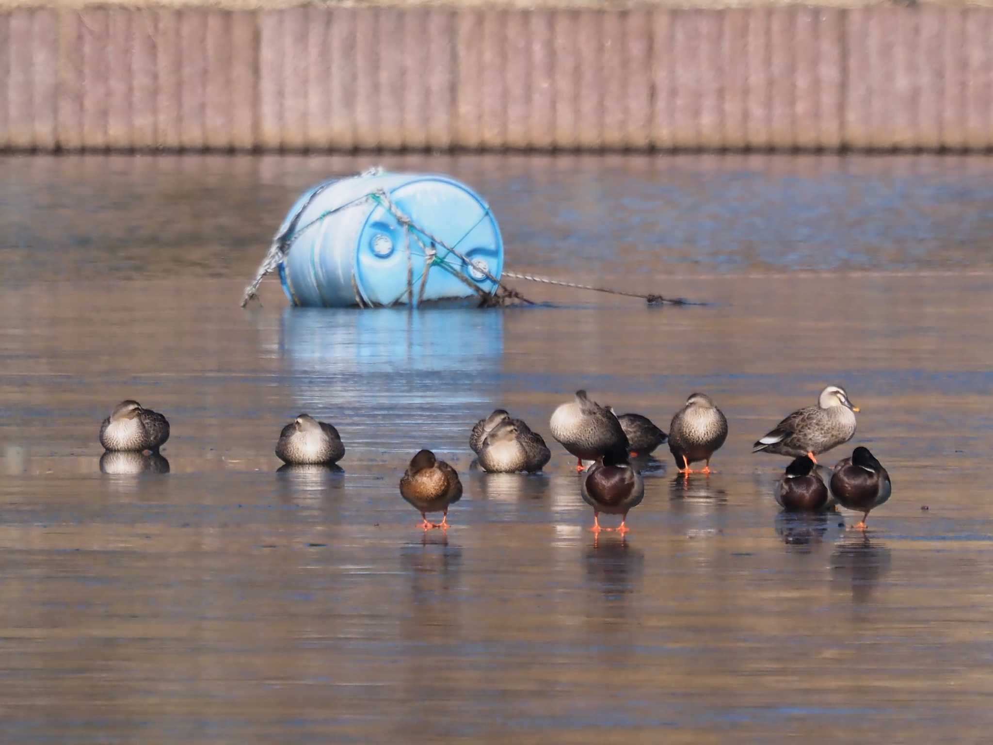 Photo of Eastern Spot-billed Duck at 武田の杜 by 日根野 哲也