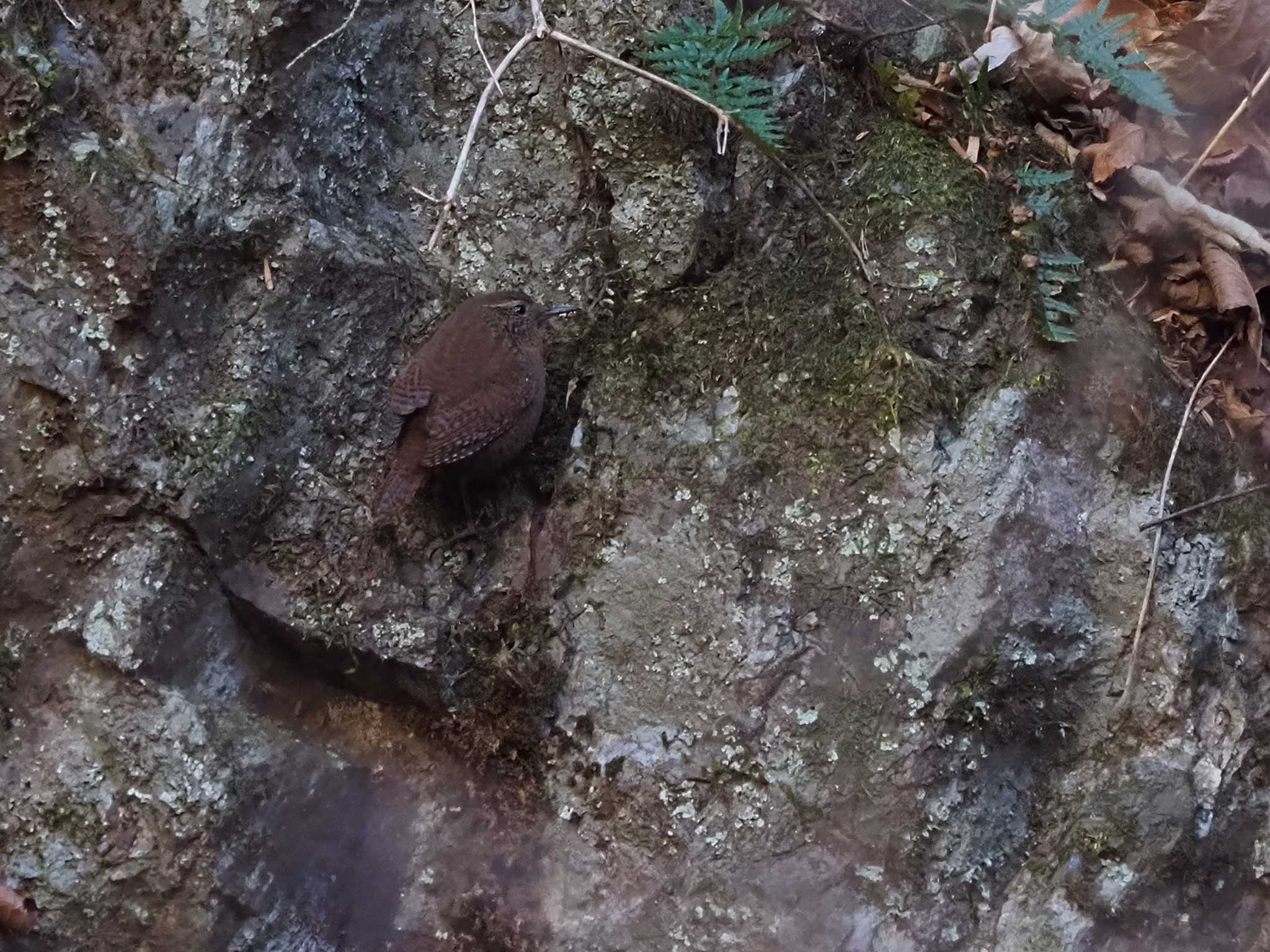 Photo of Eurasian Wren at 武田の杜 by 日根野 哲也