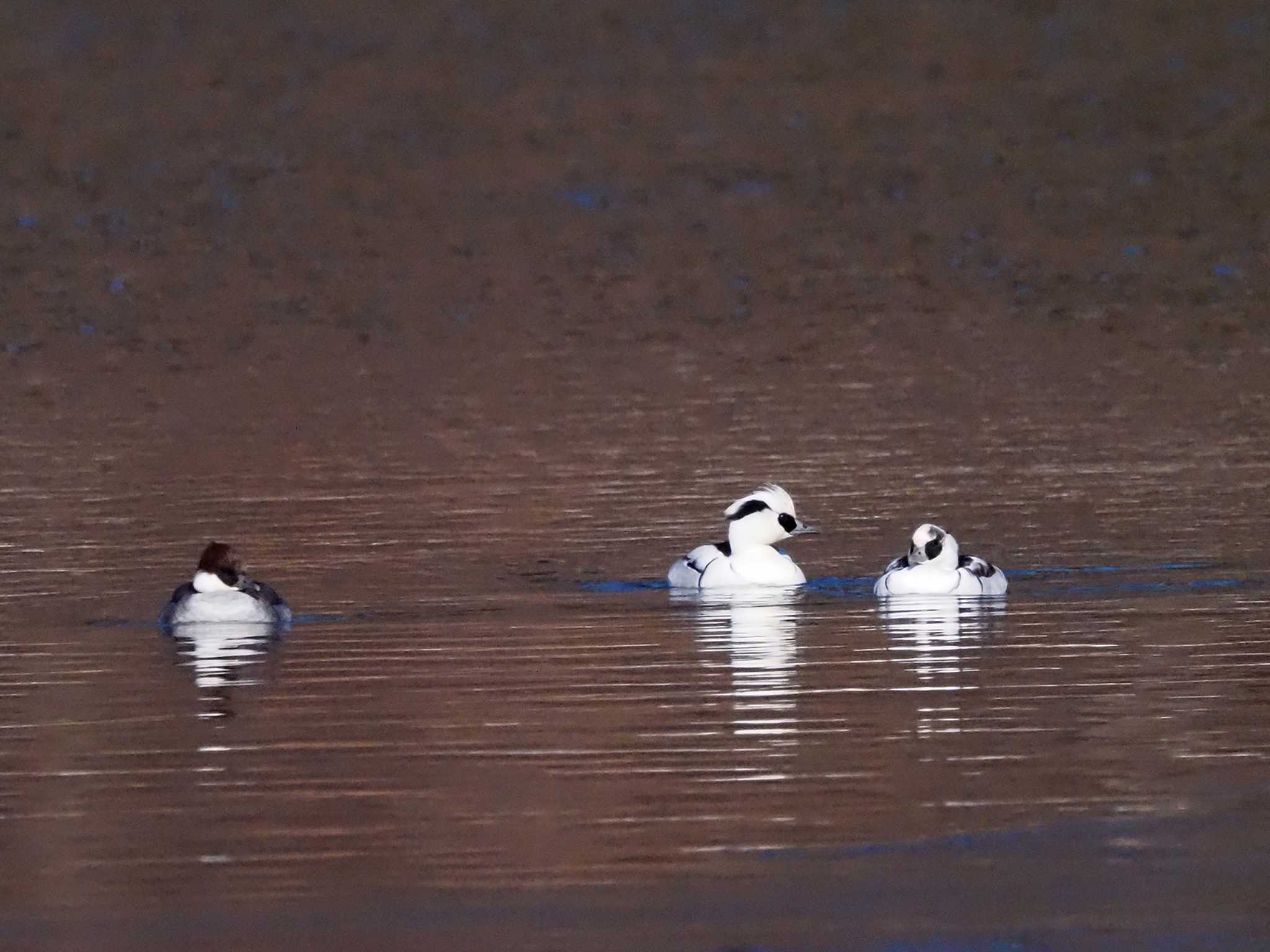 Photo of Smew at 武田の杜 by 日根野 哲也