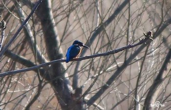 Common Kingfisher 仙台市・青葉区 Sun, 4/16/2017