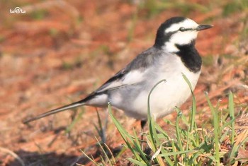 White Wagtail 仙台市・台原森林公園 Sun, 4/16/2017