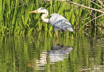 Grey Heron 仙台市・水の森公園 Fri, 5/5/2017