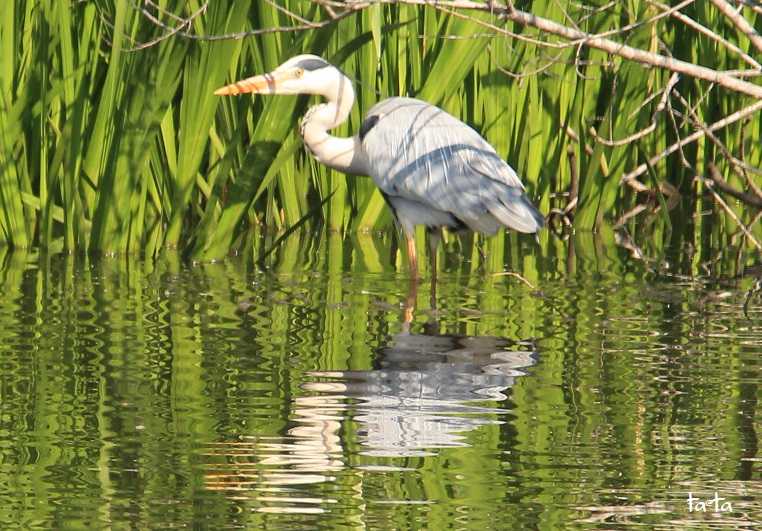 Photo of Grey Heron at 仙台市・水の森公園 by ta@ta