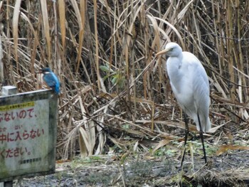 カワセミ 座間谷戸山公園 2022年1月11日(火)