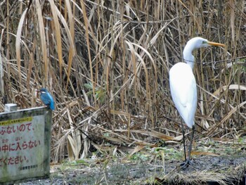 カワセミ 座間谷戸山公園 2022年1月11日(火)