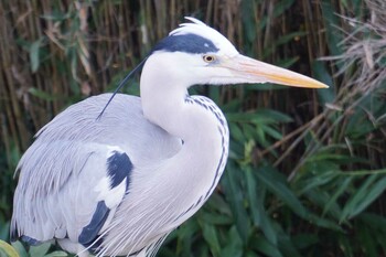 Grey Heron 江津湖 Fri, 12/24/2021