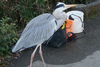 Grey Heron 江津湖 Fri, 12/24/2021