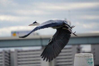 アオサギ 荒川河川敷 2021年11月23日(火)