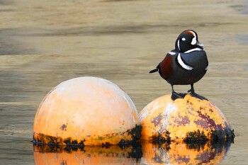 2022年1月2日(日) 平潟港の野鳥観察記録