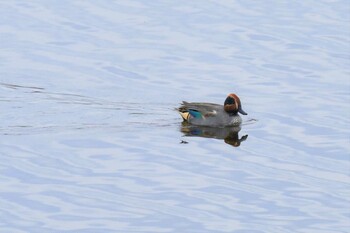 Eurasian Teal 多摩川 Mon, 1/10/2022