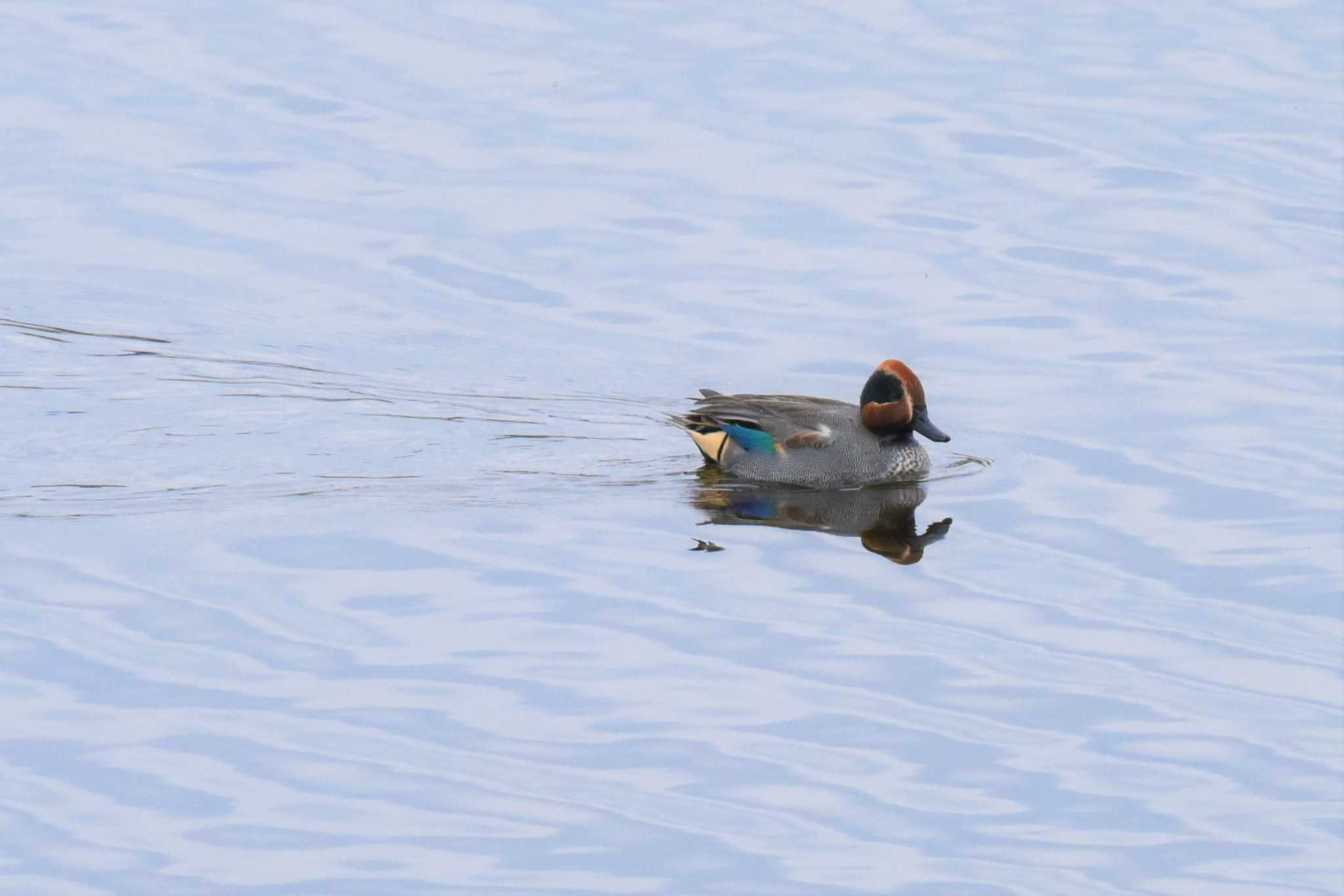 Photo of Eurasian Teal at 多摩川 by もちもちもっち～@ニッポン城めぐり中