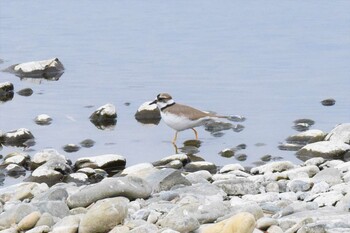 Little Ringed Plover 多摩川 Mon, 1/10/2022