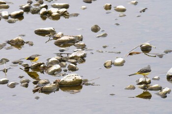 Grey Wagtail 多摩川 Mon, 1/10/2022