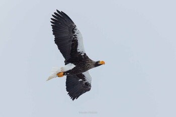 Mon, 12/27/2021 Birding report at オシンコシンの滝