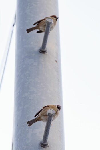 Eurasian Tree Sparrow 都内市街地 Sat, 1/8/2022