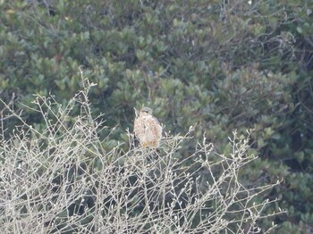 Wed, 1/5/2022 Birding report at 山口県立きらら浜自然観察公園