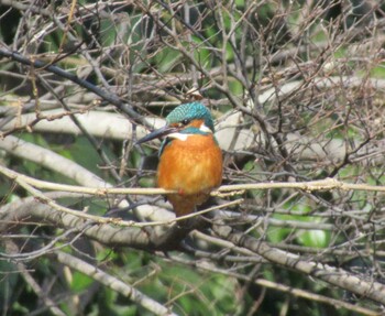Common Kingfisher Hikarigaoka Park Sun, 1/9/2022