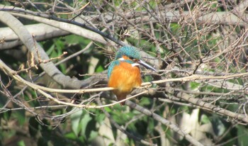 2022年1月9日(日) 光が丘公園の野鳥観察記録