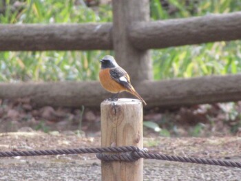 2022年1月10日(月) 智光山公園の野鳥観察記録