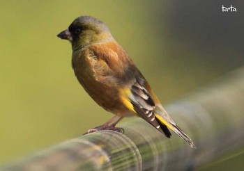 Grey-capped Greenfinch 仙台市・水の森公園 Fri, 5/5/2017