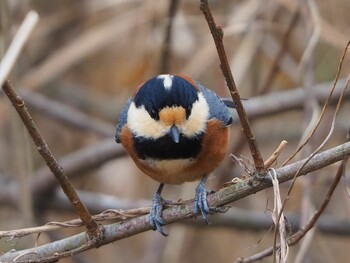 Varied Tit Kitamoto Nature Observation Park Mon, 1/10/2022