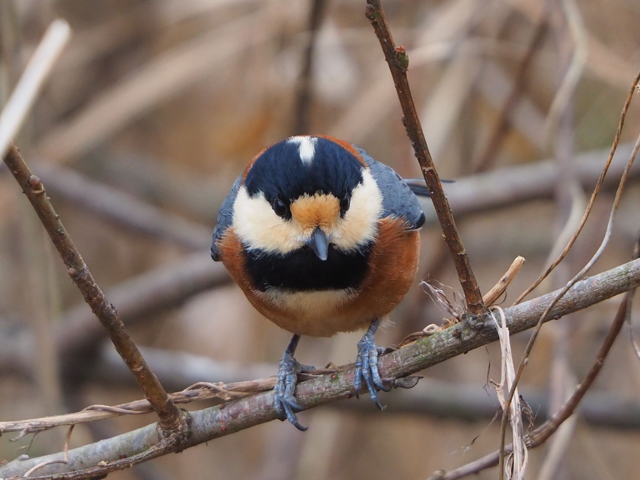 Varied Tit