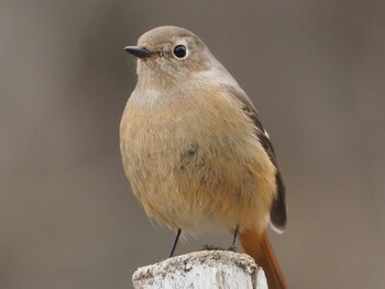 Daurian Redstart Kitamoto Nature Observation Park Mon, 1/10/2022