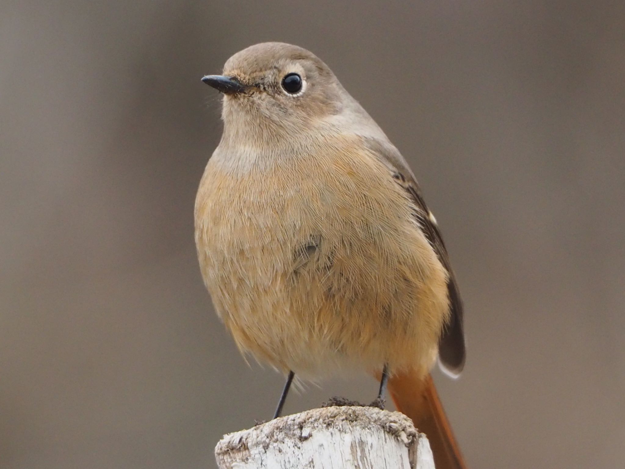 Photo of Daurian Redstart at Kitamoto Nature Observation Park by mk623