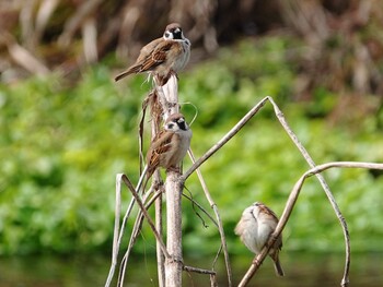 Eurasian Tree Sparrow 江津湖 Thu, 1/6/2022