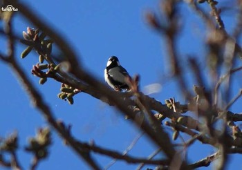 シジュウカラ 仙台市・七北田公園 2017年4月23日(日)