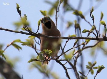 Hawfinch 仙台市・七北田公園 Sun, 4/30/2017