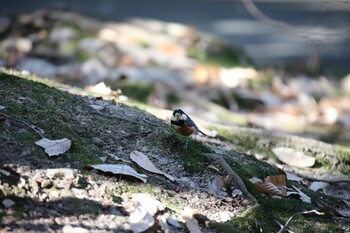 Varied Tit 西宮市・広田山公園 Mon, 1/10/2022