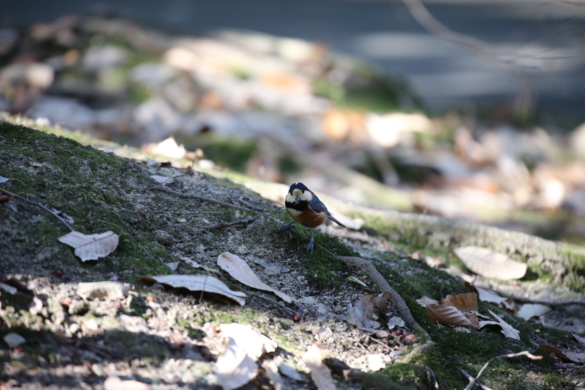Photo of Varied Tit at 西宮市・広田山公園 by yossan1969