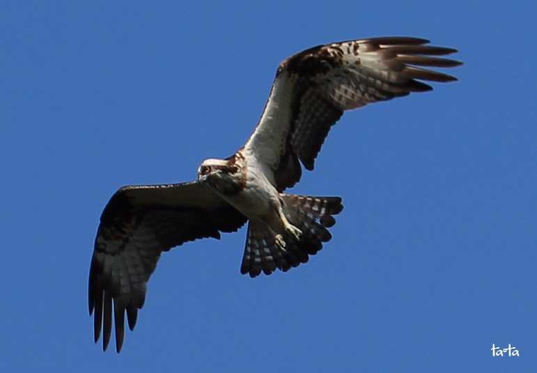 Photo of Osprey at 仙台市・水の森公園 by ta@ta