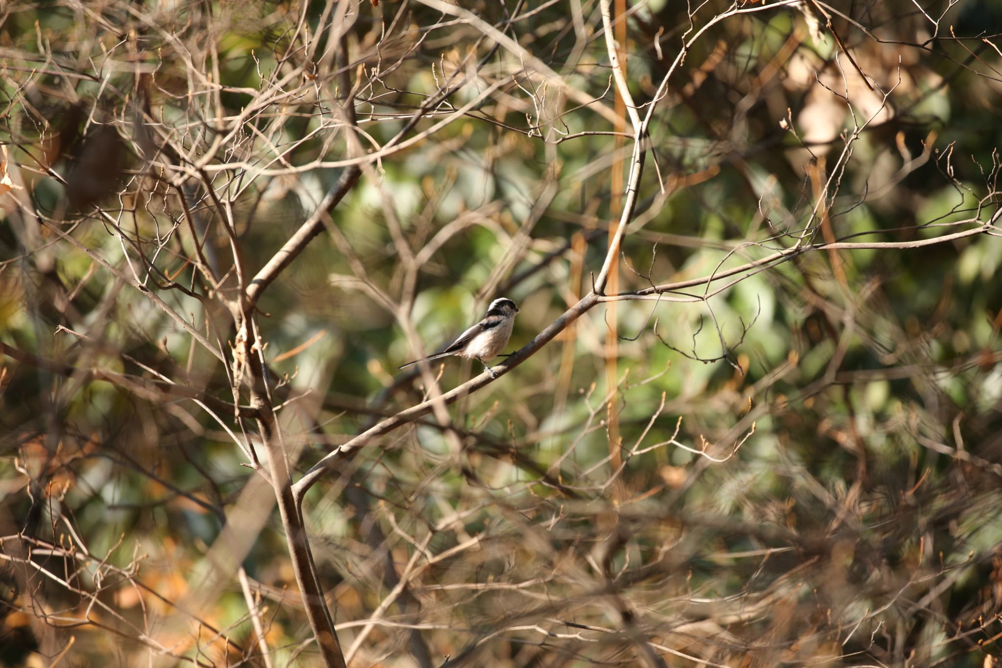 Photo of Long-tailed Tit at 西宮市・広田山公園 by yossan1969