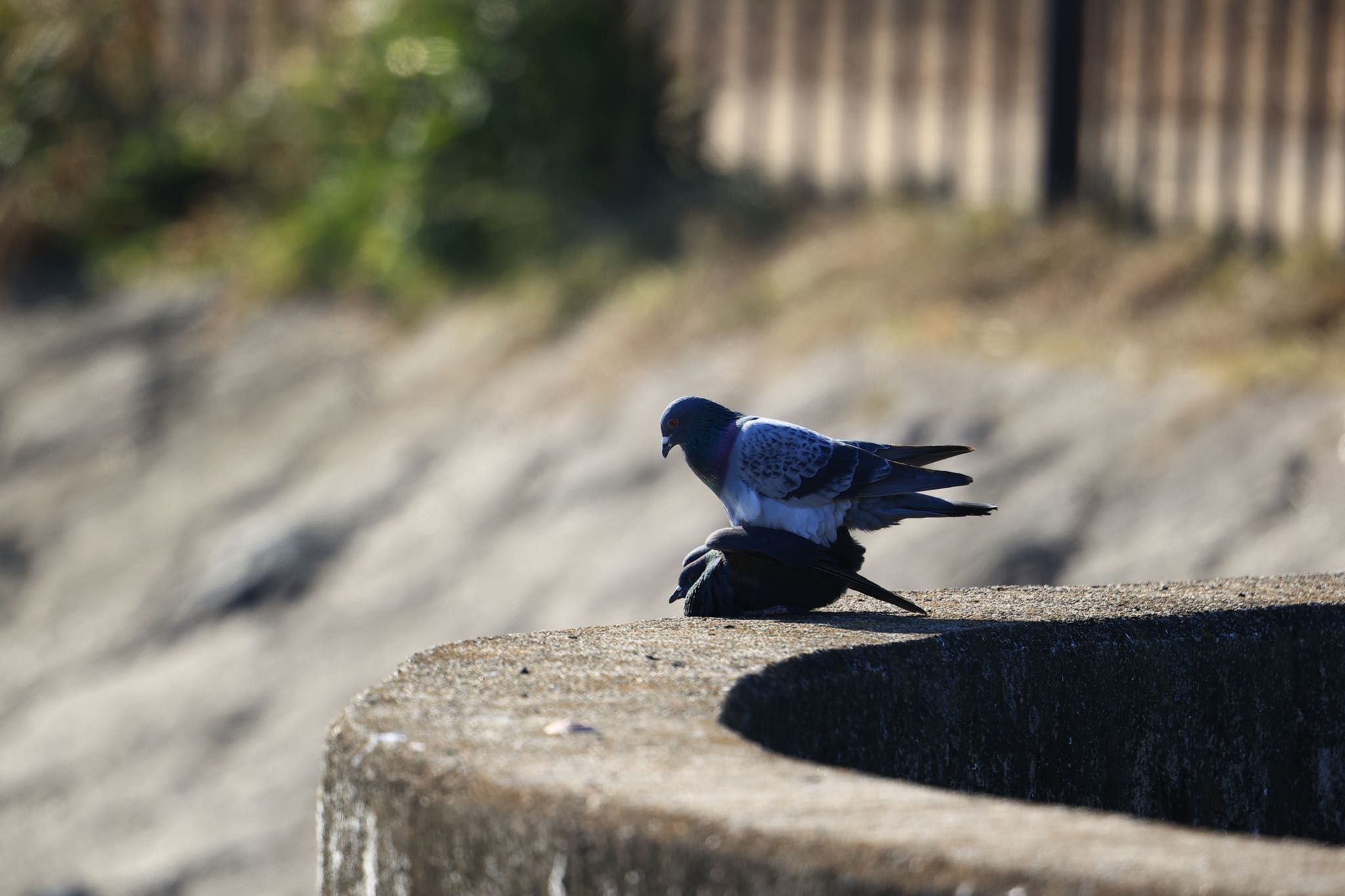 Photo of Rock Dove at 新池(兵庫県西宮市) by yossan1969