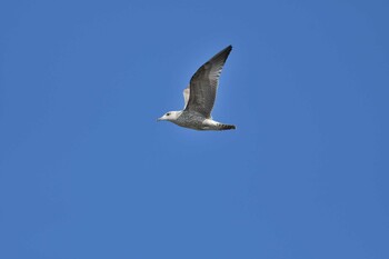 2022年1月8日(土) ふなばし三番瀬海浜公園の野鳥観察記録