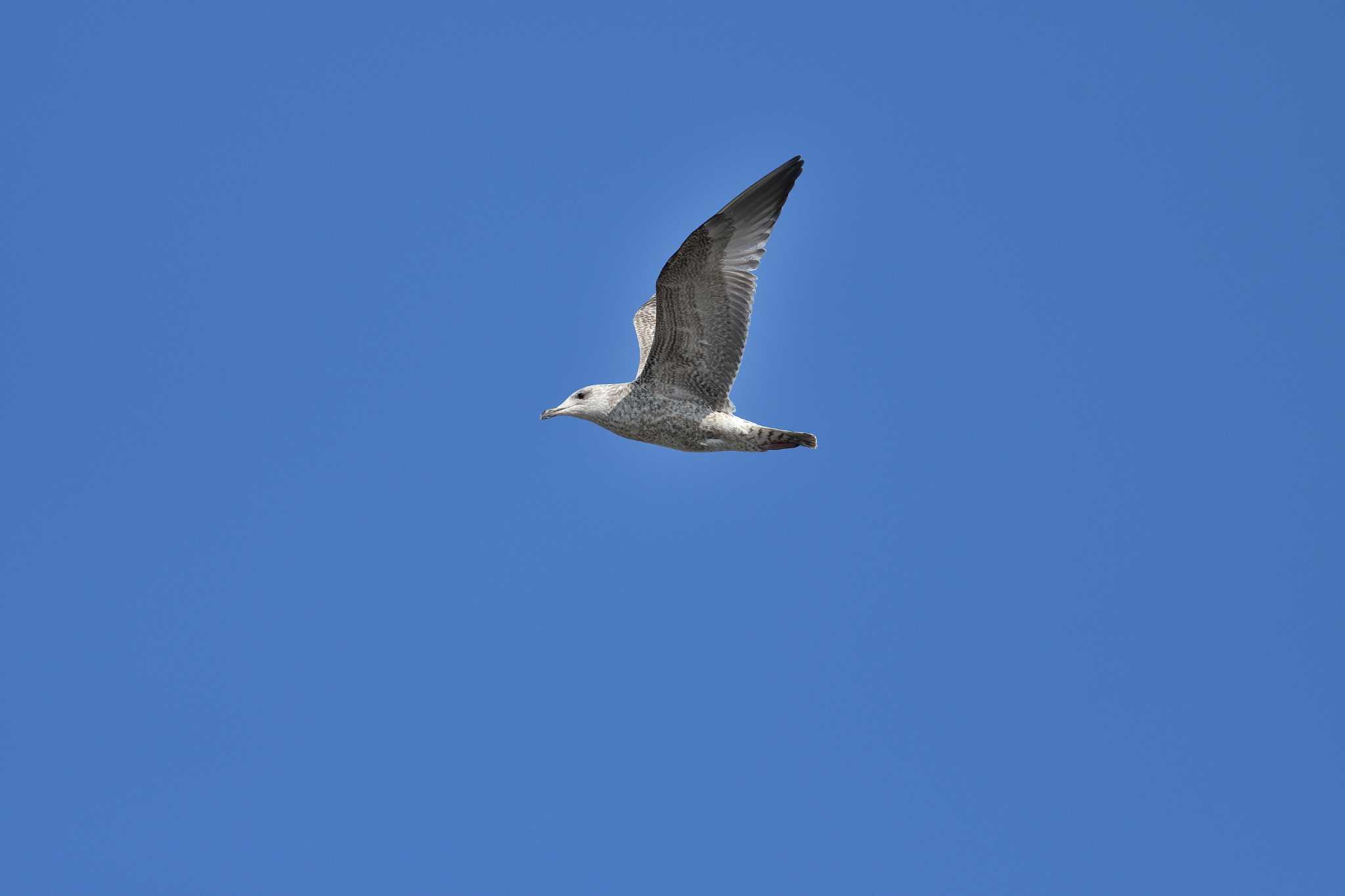 Photo of Vega Gull at Sambanze Tideland by tantan